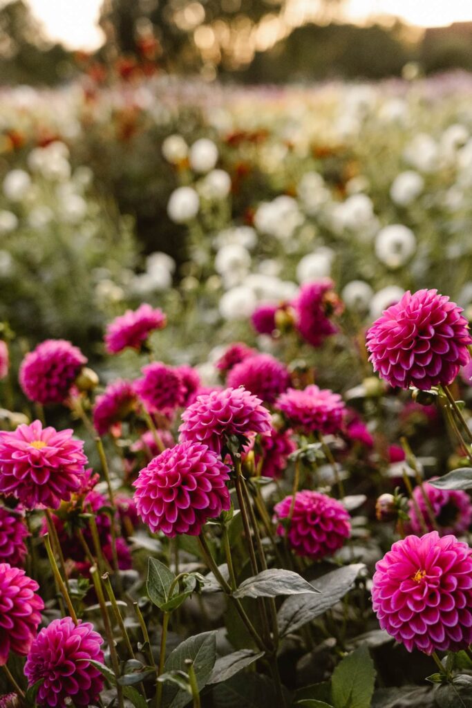 Zwangerschapsshoot in drenthe tussen de dahlia's