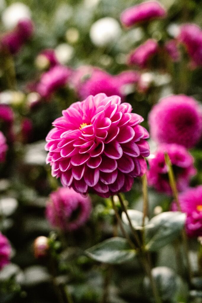 Zwangerschapsshoot drenthe tussen de bloemen